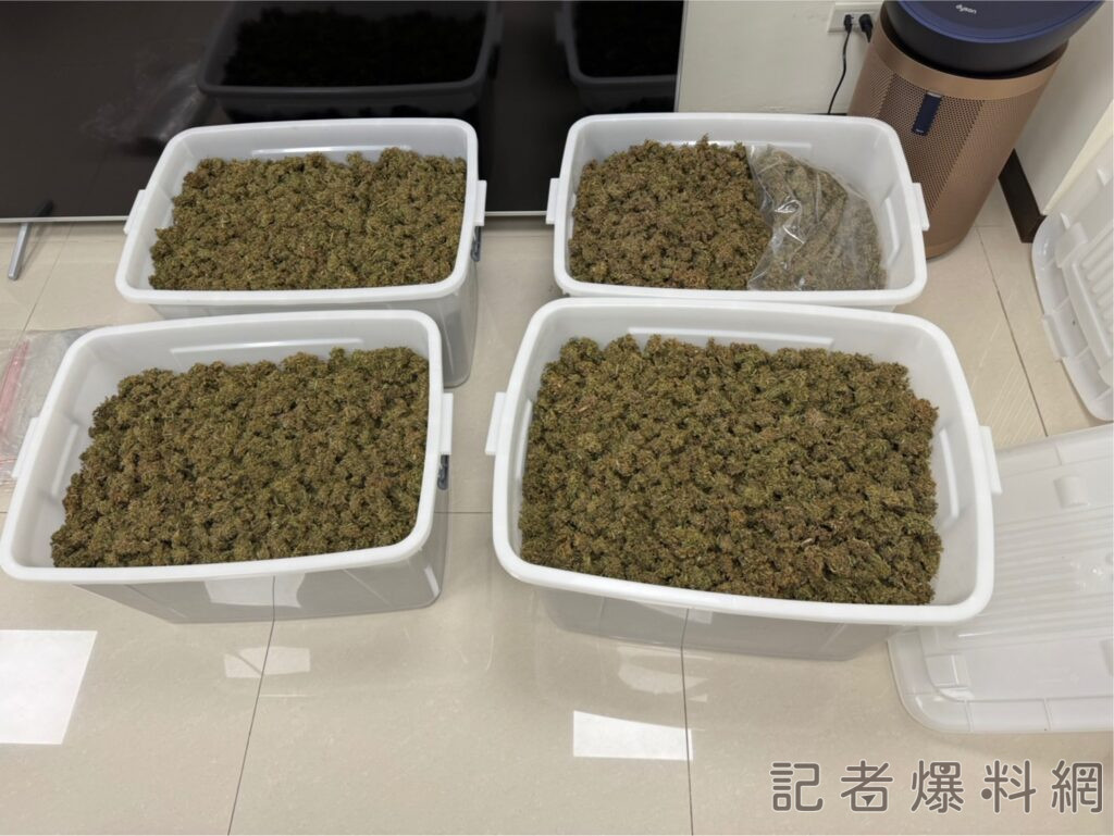 影/緝毒犬找「麻」煩!中市刑大查獲中部地區盤商 不法獲利千萬