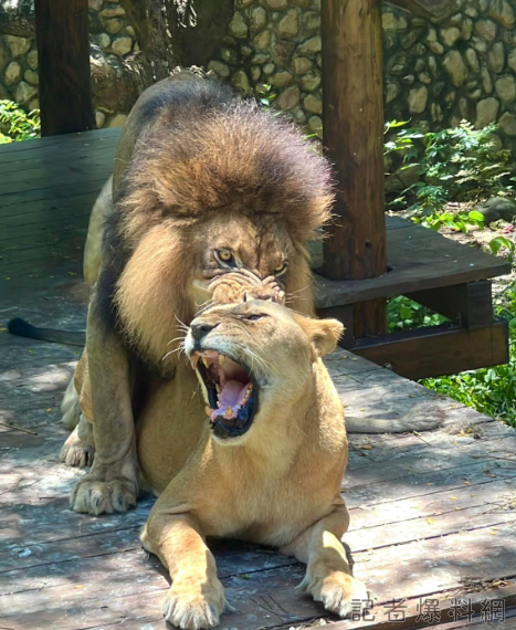 壽山動物園 獅子 限制級