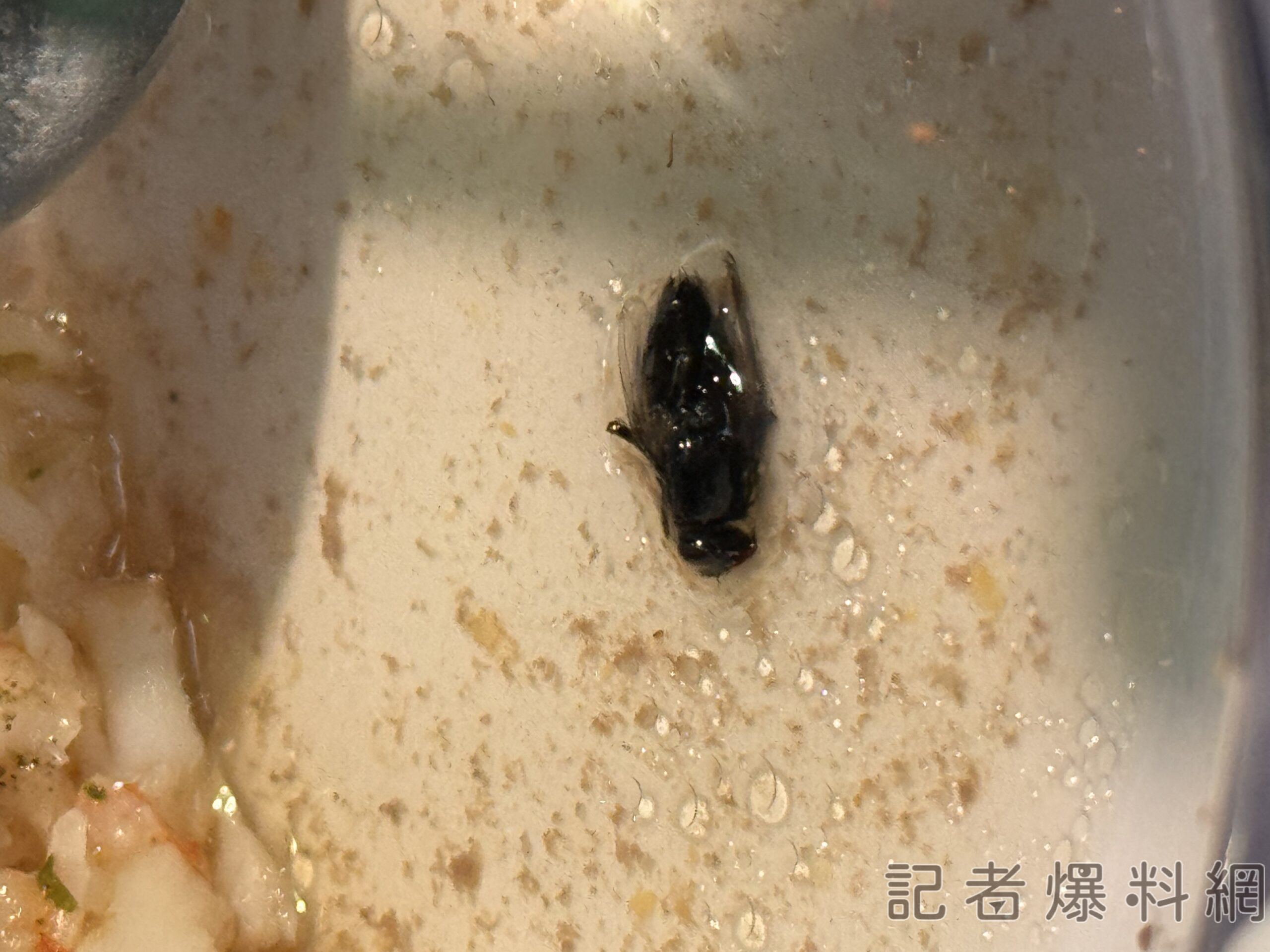 蒼蠅 火鍋 食安