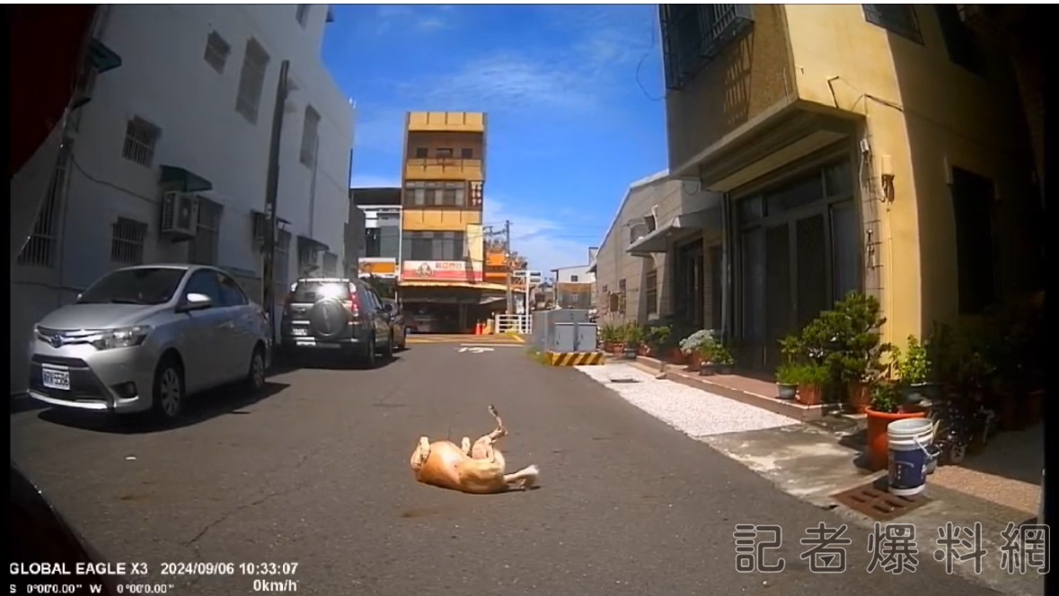 碰瓷犬? 開車趕上班遇這路霸 駕駛險遲道 網笑:快給罐罐