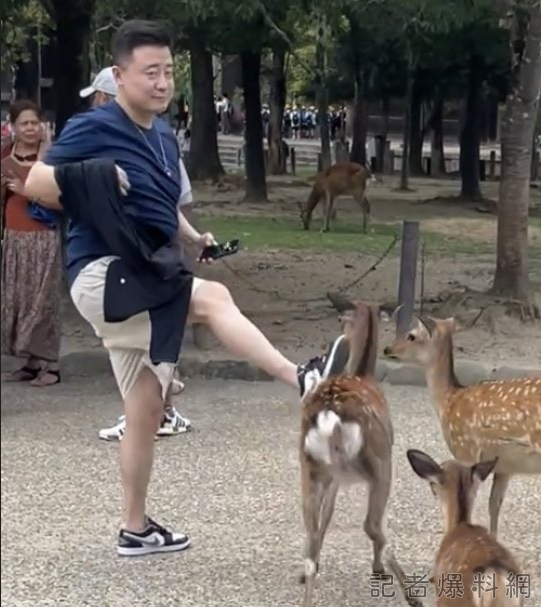 奈良鹿 中國遊客 日本 虐待動物