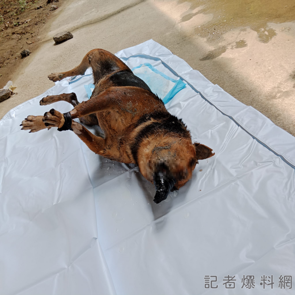 台南官田出現變態虐狗魔人！浪犬慘遭膠帶纏住 虐死棄屍水溝中