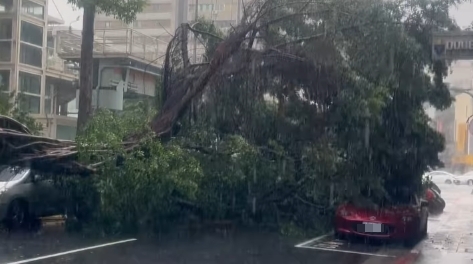 ▲台北市萬華區開封街路樹疑不堪暴雨吹襲轟然倒塌，壓到1部停放路旁的紅色雙門跑車。（翻攝畫面）