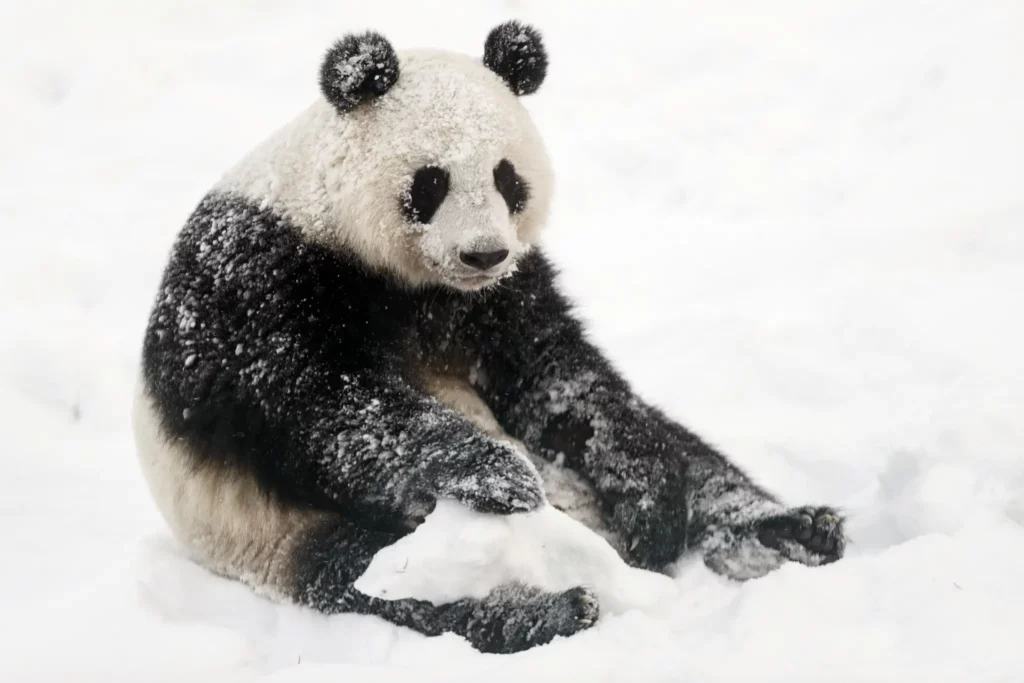 因經濟壓力！熊貓成本過高　芬蘭動物園無奈歸還熊貓