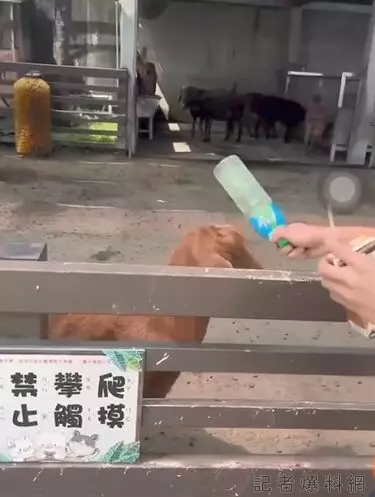 虐待動物 小羊 K頭 觀光農場