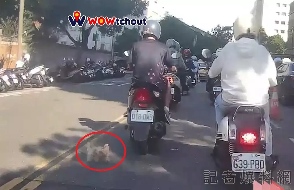 小狗 機車 飼主 馬路