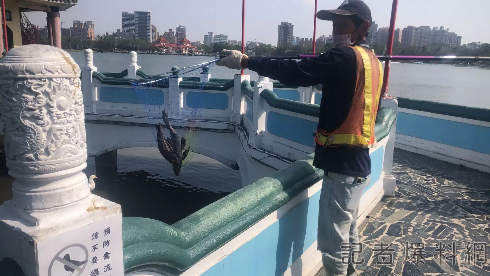 ▲大量琵琶鼠魚近期翻肚陳屍蓮池潭。（圖／記者金東天翻攝）