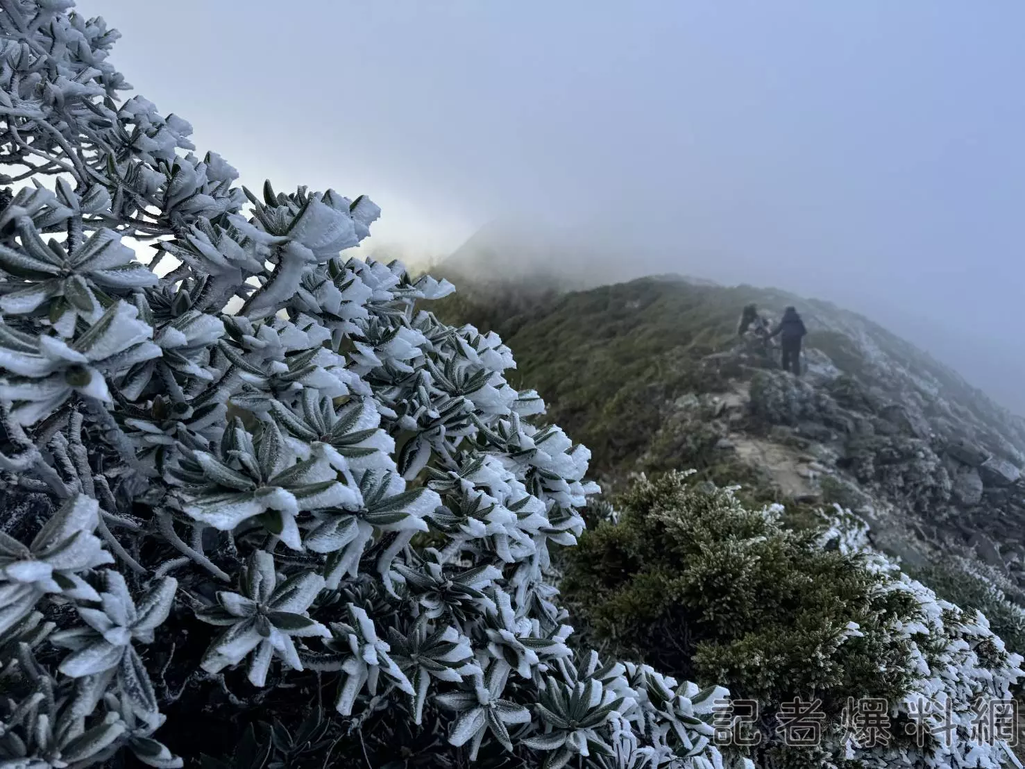 入冬首波冷氣團報到 雪霸山區覆夢幻白霜