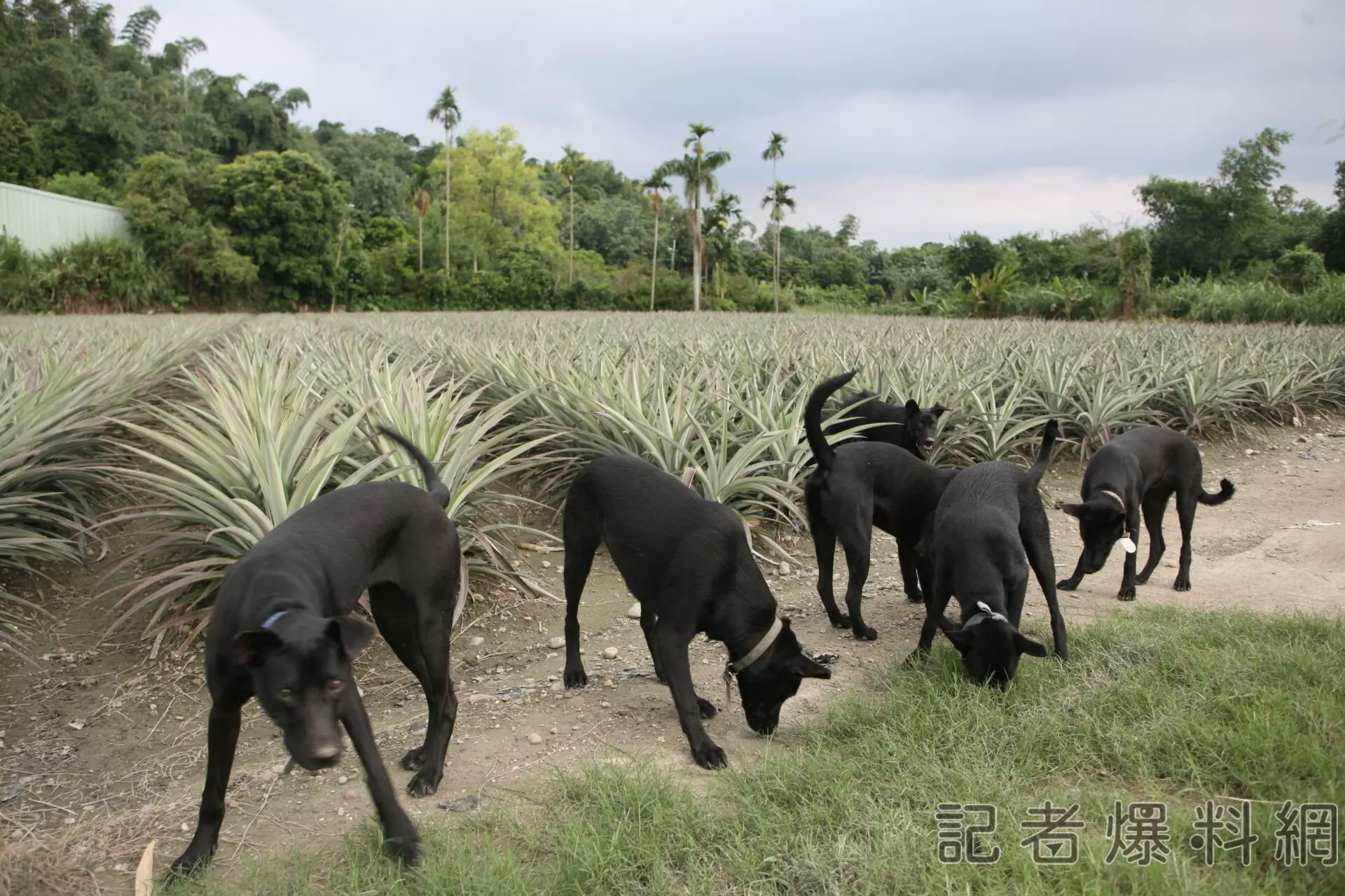 黑狗爸鳳梨｜酷樂農場友善環境的鳳梨田