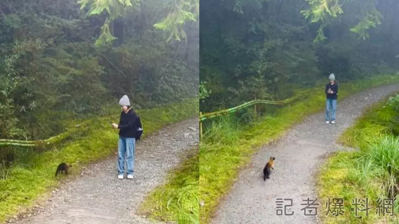 吳婉君太平山巧遇黃喉貂「可愛爆擊」！網友提醒：兇猛山羌殺手