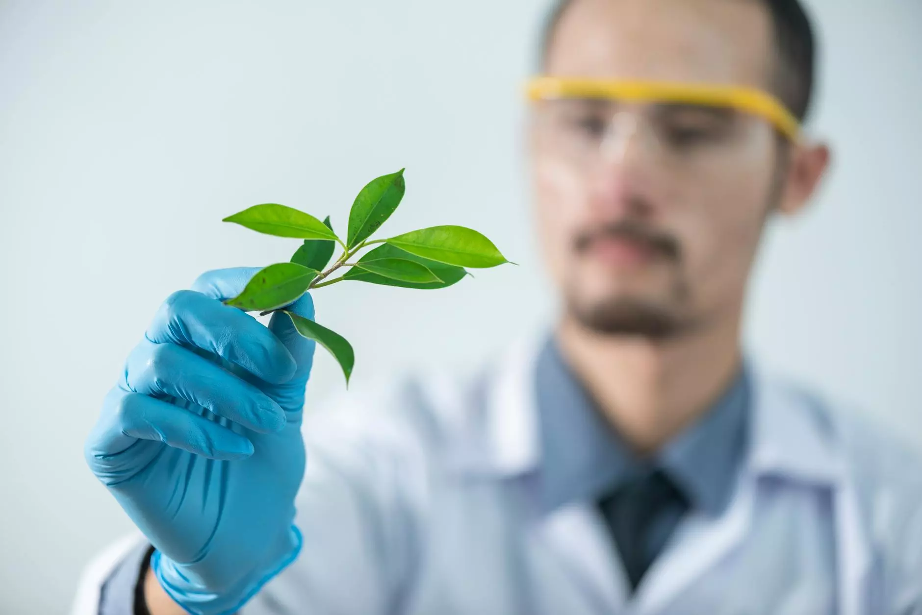 person holding green leafed plant