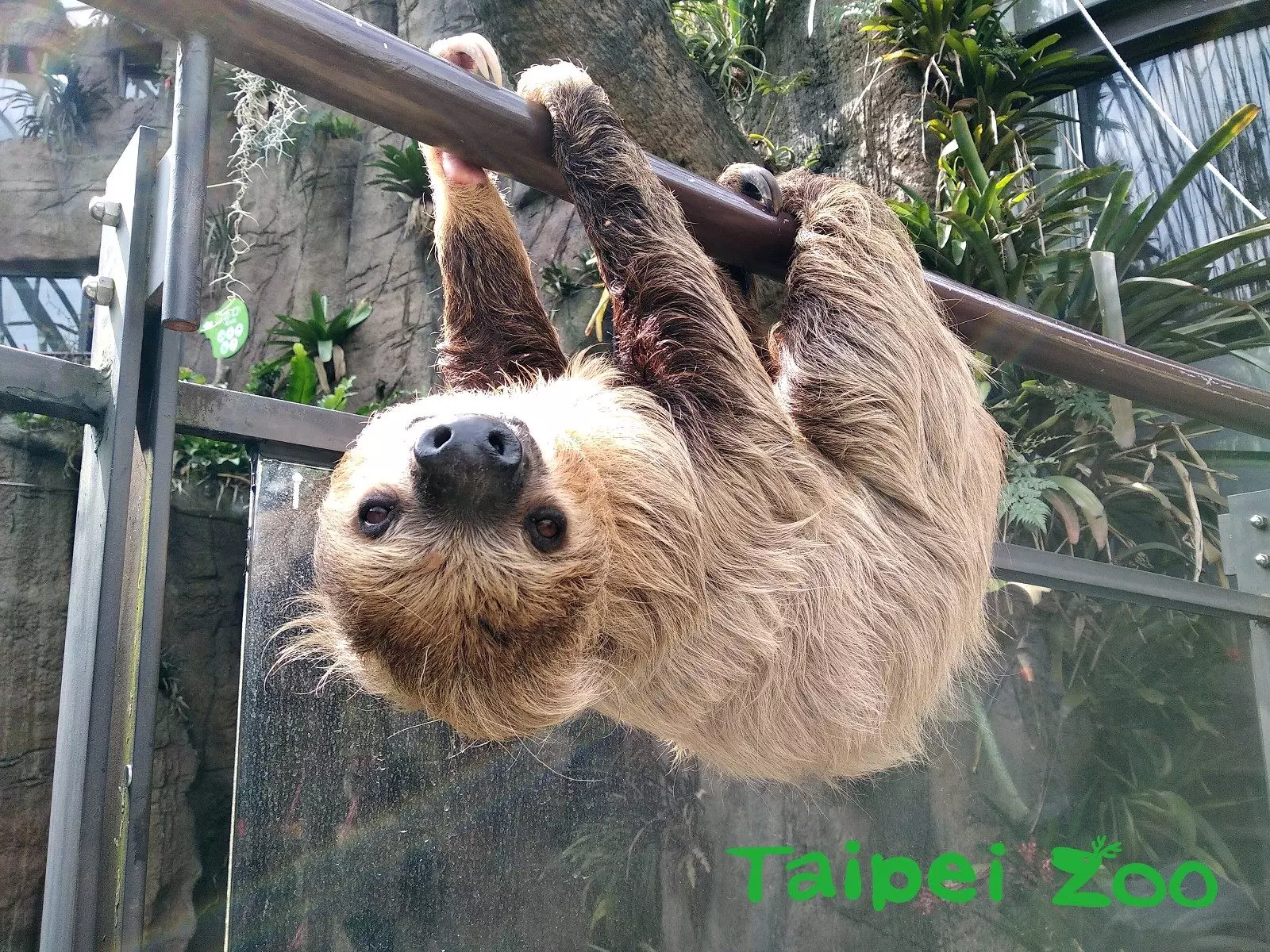 台北動物園樹懶「葉紫」失足砸中遊客　網笑：創下移動最快紀錄