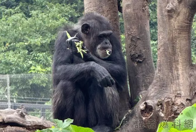 影／壽山動物園獼猴被打死！闖黑猩猩區慘遭圍毆狂甩　慘叫聲超淒厲