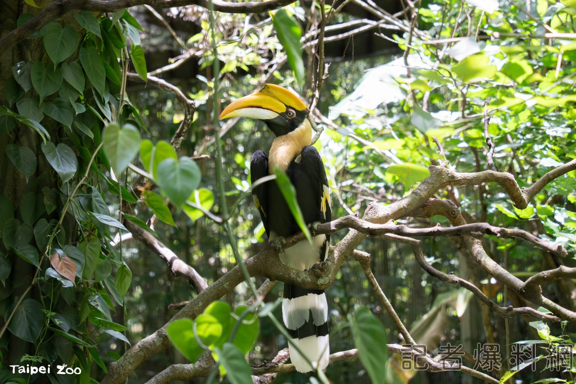 北市動物園雙角犀鳥母鳥不幸病逝、動物園加強對公鳥關注