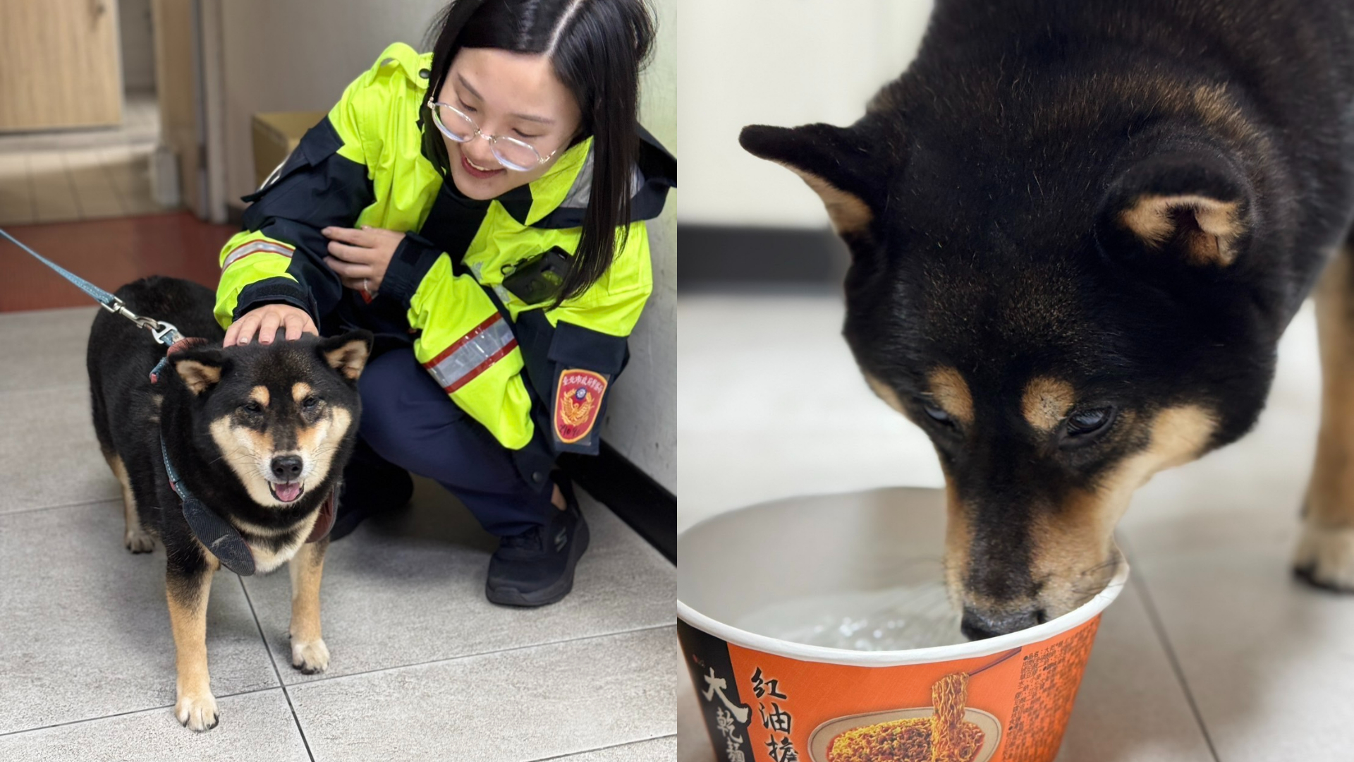 ▲女警照顧柴犬「熊熊」。（翻攝畫面）