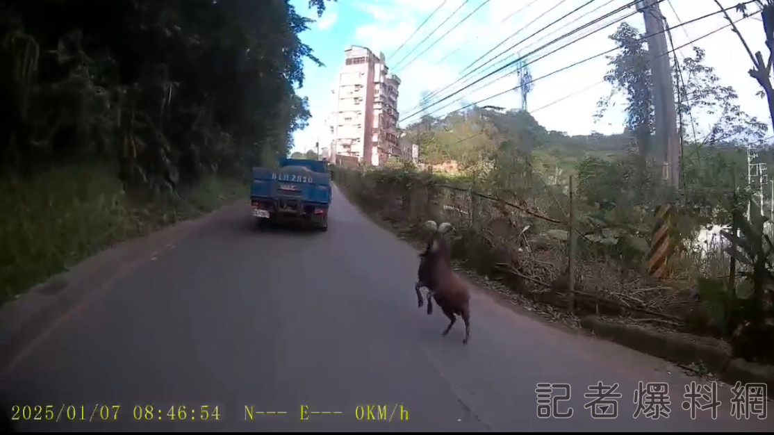 影/「羊」威上身！山羊「翹孤輪」對峙貨車 網笑：是來拼輸贏的