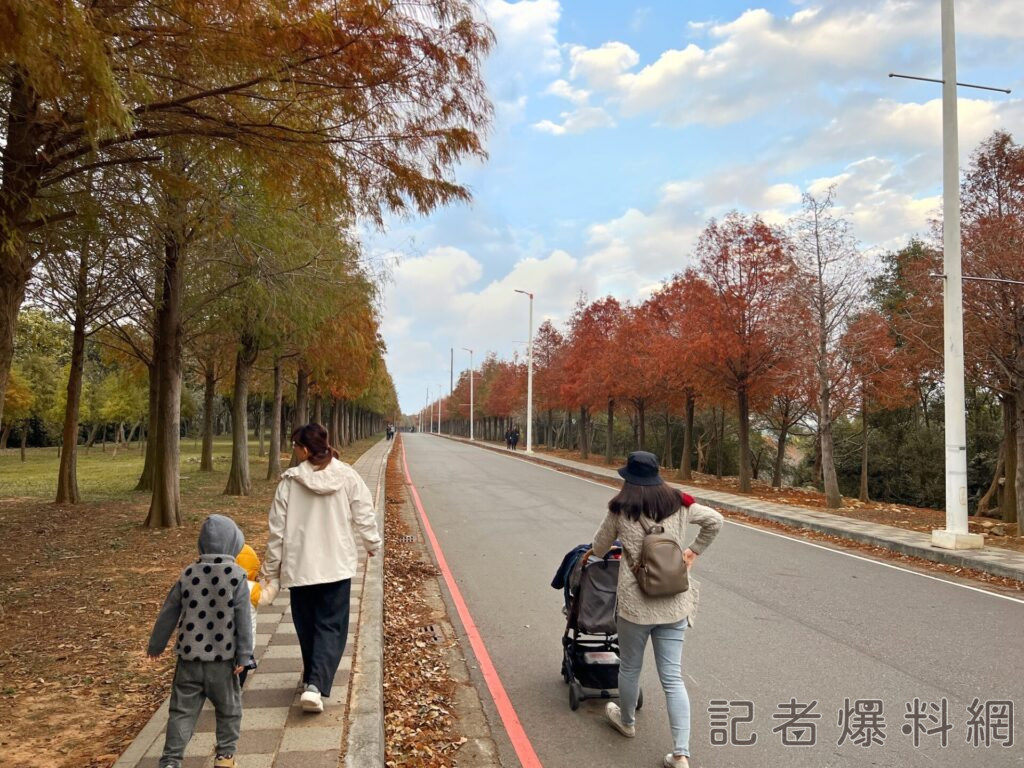 麗寶樂園渡假區的落羽松大道，約6成已轉紅，免費景點吸引許多遊客