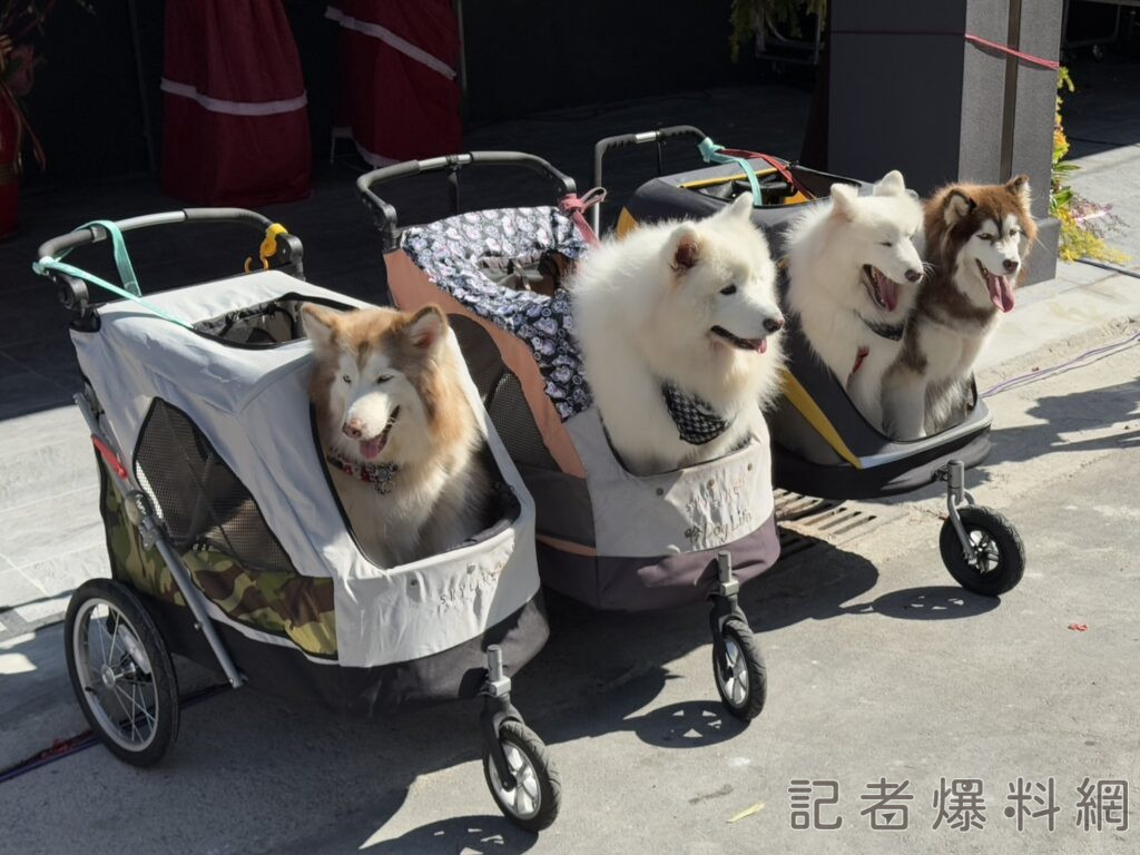 結合「寵物友善餐廳」的概念，讓顧客與毛孩共享溫馨的用餐時光。張哲偉攝