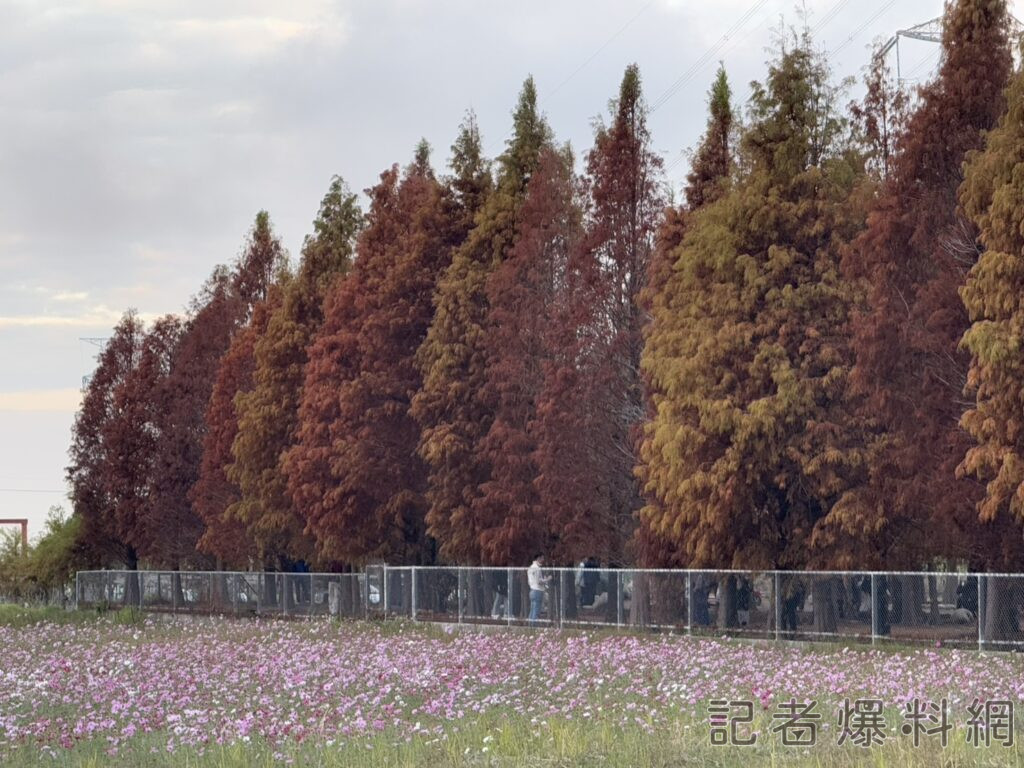 黃、綠、紅三色漸層交織在藍天白雲下，猶如一幅浪漫的自然畫作。張哲偉攝