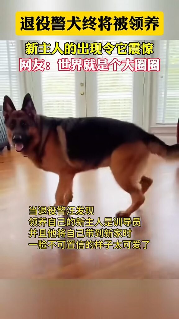 ▲歪頭警犬萌翻網友（圖／翻攝自 YouTube／人物 | 電影 | 社會）