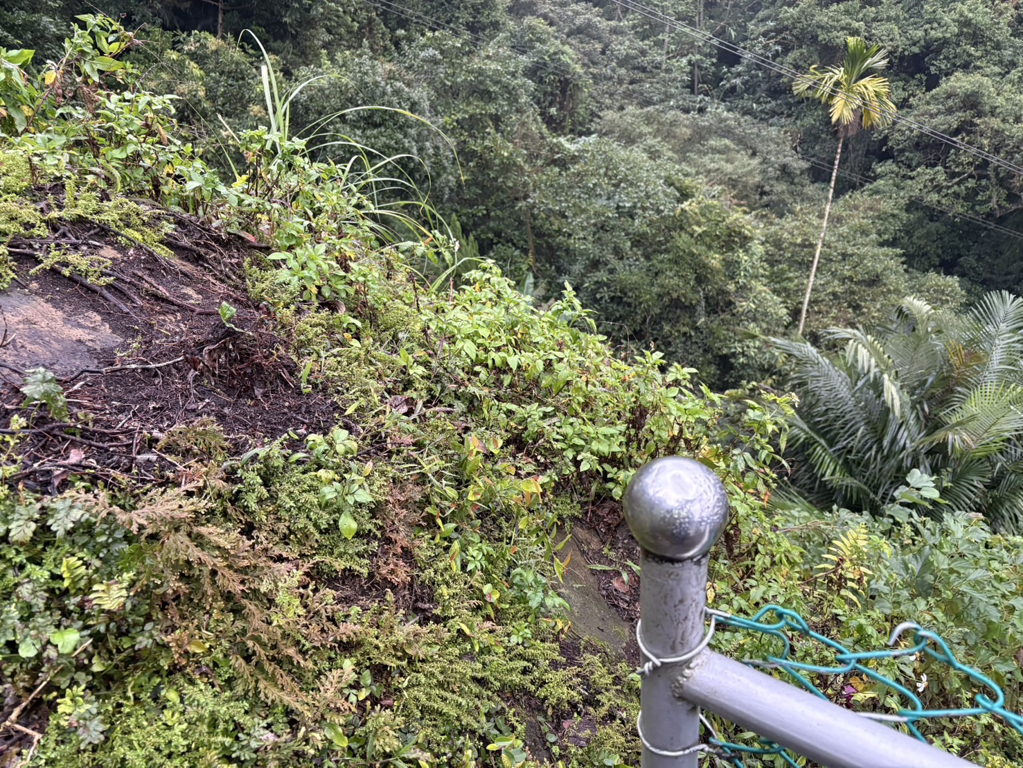 ▲三峽男墜落山坡不治。（翻攝畫面）